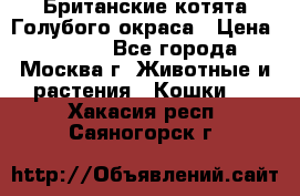 Британские котята Голубого окраса › Цена ­ 8 000 - Все города, Москва г. Животные и растения » Кошки   . Хакасия респ.,Саяногорск г.